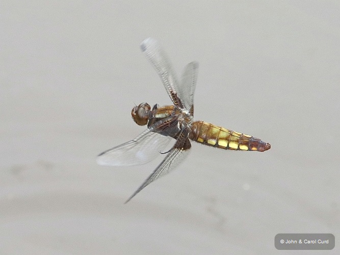 J16_2094 Libellula depressa fem flight.JPG